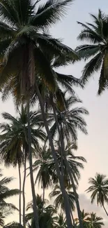 Tall palm trees against a serene sunset sky, creating a tropical wallpaper.