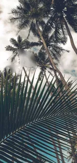 Tropical palm trees set against a serene sky.