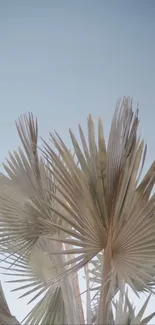 Palm fronds silhouetted against a clear blue sky.