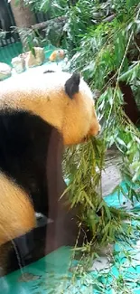 Panda eating bamboo in a lush green setting mobile wallpaper.