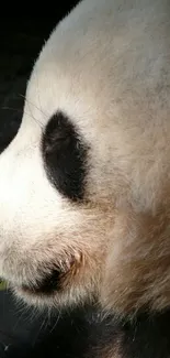 Close-up of a peaceful panda in soft natural light.