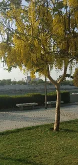 Yellow flowering tree in a serene park under blue skies.