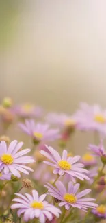 Delicate pastel daisies in a serene, soft background for mobile wallpaper.