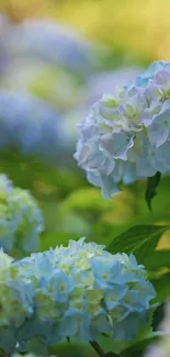 Light green hydrangea flowers creating a serene mobile wallpaper.