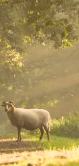 Sheep grazing in sunlit forest path background.