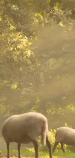 Serene sheep grazing in a sunlit forest meadow.