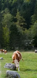 Cows grazing in a serene green pasture.