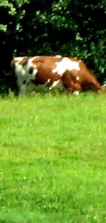 Wallpaper of a cow grazing in a lush green pasture.