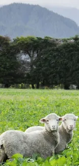 Two sheep in a lush green pasture with misty mountains.