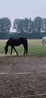 Horses grazing in a lush, serene pasture surrounded by trees.