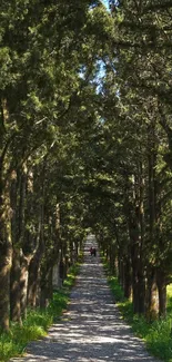 A sunlit forest pathway with tall trees and a grassy landscape.