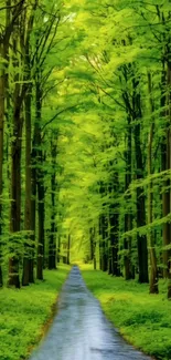 A peaceful forest path surrounded by lush green trees.