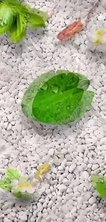 Wallpaper with green dewy leaves on white pebbles.