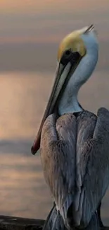 Majestic pelican at sunset with serene water backdrop.