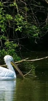 Serene pelican floating on a lush green lake, surrounded by nature.