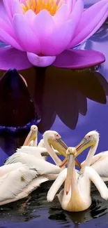 Pelicans swim under a blooming purple lotus.