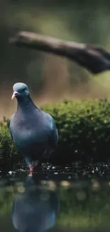 A serene pigeon stands by a calm pond.