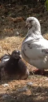 Two pigeons relax on golden autumn ground in nature.