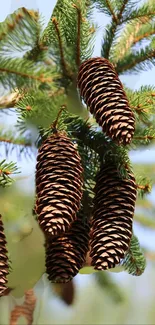 Mobile wallpaper with pine cones and green branches.