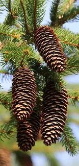 Close-up of pine cones on evergreen branches, creating a serene natural wallpaper.