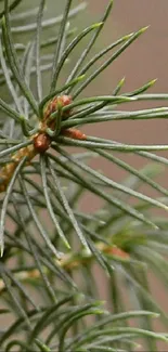 Close-up of green pine needles on a tree branch, perfect for a serene phone wallpaper.