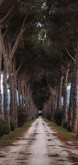 Mobile wallpaper of a tranquil pine tree pathway.