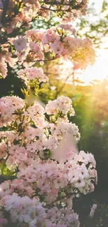 Sunlit pink blossoms in a serene garden scene with morning light.