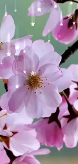 Pink cherry blossoms on a green backdrop, adding elegance and serenity to your screen.