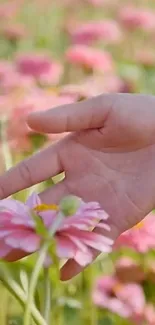 A hand holds a pink flower in a vibrant floral field, exuding serenity.