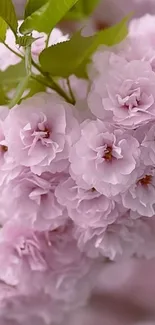 Mobile wallpaper of pink cherry blossoms and green leaves.