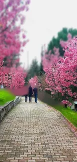 A serene pathway lined with pink blossom trees in early spring.