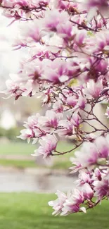 Serene pink blossom branches in springtime.