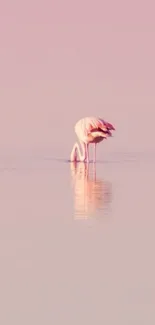 Flamingo stands calmly in serene pink water.