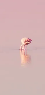 Serene pink flamingo in tranquil water background.