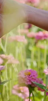 Hand among pink flowers in a serene garden setting.