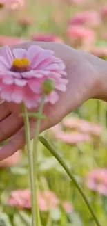 Hand holding a pink flower in a field.