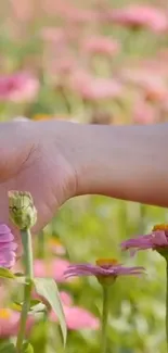 A hand gently touching pink flowers in a serene field.