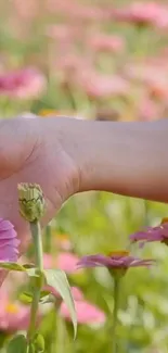 A hand gently touching blooming pink flowers in a sunlit field.