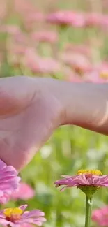 A gentle hand touching pink flowers in a serene field.