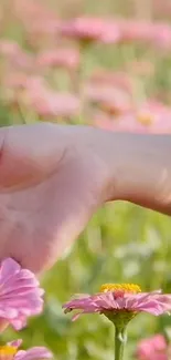 Hand touching pink flowers in a sunlight field, capturing serenity.