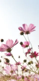 Mobile wallpaper with pink flowers against a gentle clear sky.