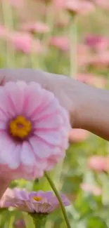 A hand holds a beautiful pink flower in a peaceful garden setting.