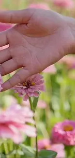 Hand gently touches delicate pink flowers in a lush garden setting.