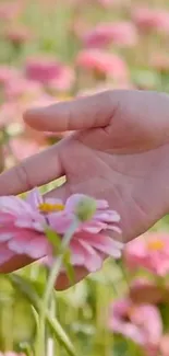 Hand gently touching pink flower in garden.