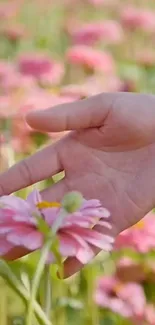 Hand gently touches a pink flower in a field.