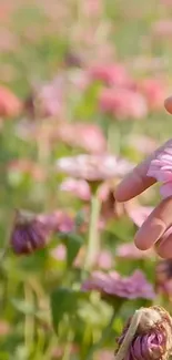 Hand gently touching pink flowers in a lush meadow.