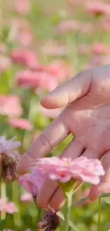 Hand gently touches pink flowers in a sunlit field wallpaper.