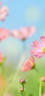 A serene wallpaper featuring pink flowers against a soft blue and green background.