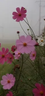 Pink cosmos flowers in a misty landscape wallpaper.