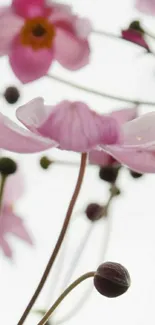 Delicate pink flowers with soft petals against a white background.